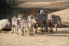 Böhm- oder Grant-Zebra (Equus quagga boehmi) im Burgers Zoo, Arnheim