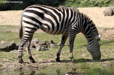 Böhm- oder Grant-Zebra (Equus quagga boehmi) im Burgers Zoo, Arnheim