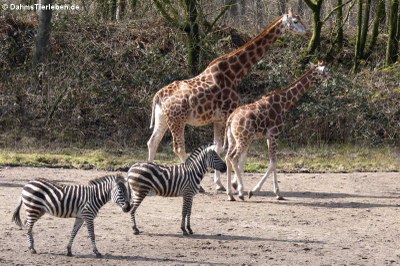 Rothschildgiraffe (Giraffa camelopardalis rothschildi) und Grant-Zebras (Equus quagga boehmi)
