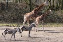 Giraffa camelopardalis rothschildi