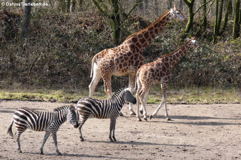 Giraffa camelopardalis rothschildi