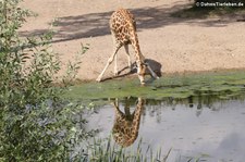 Rothschildgiraffe (Giraffa camelopardalis camelopardalis) im Burgers' Zoo, Arnheim