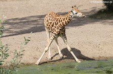 Rothschildgiraffe (Giraffa camelopardalis camelopardalis) im Burgers' Zoo, Arnheim
