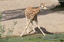 Giraffa camelopardalis rothschildi