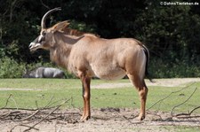 Pferdeantilope (Hippotragus equinus) im Burgers' Zoo, Arnheim