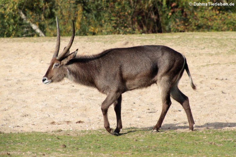 Kobus ellipsiprymnus ellipsiprymnus