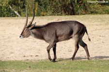 Ellipsenwasserbock (Kobus ellipsiprymnus ellipsiprymnus) im Burgers' Zoo, Arnheim