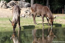 Ellipsenwasserböcke (Kobus ellipsiprymnus ellipsiprymnus) im Burgers' Zoo, Arnheim