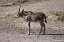 Oryx beisa beisa