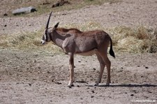 Oryx beisa beisa-2 
