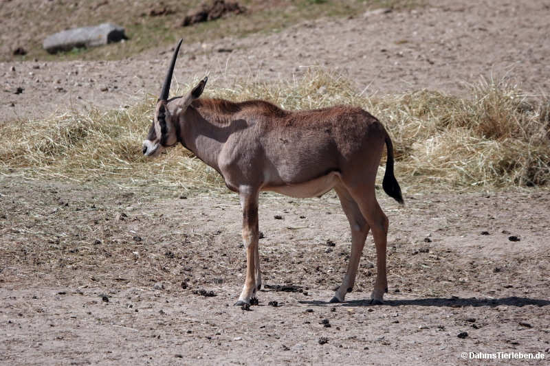 Oryx beisa beisa