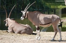 Oryx beisa beisa-1 