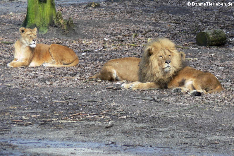 Löwen (Panthera leo)