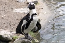 Brillenpinguin (Spheniscus demersus) im Burgers Zoo, Arnheim