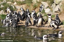 Brillenpinguine (Spheniscus demersus) im Burgers Zoo, Arnheim