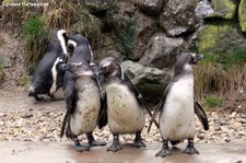 Brillenpinguine (Spheniscus demersus) im Burgers Zoo, Arnheim