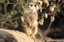 Suricata suricatta