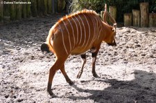 Östlicher Bongo (Tragelaphus eurycerus isaaci) in Burgers Zoo, Arnheim