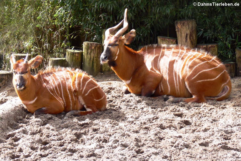 Östliche Bongos (Tragelaphus eurycerus isaaci)