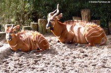 Östliche Bongos (Tragelaphus eurycerus isaaci) in Burgers Zoo, Arnheim