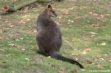 Sumpfwallaby (Wallabia bicolor) im Burgers' Zoo, Arnheim