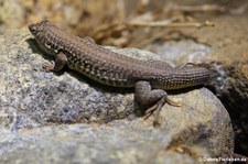 Boscs Fransenfinger (Acanthodactylus boskianus) im Aquarium Berlin