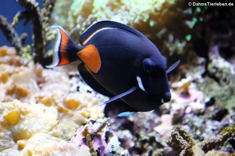 Achilles-Doktorfisch oder Orangen-Doktorfisch (Acanthurus achilles)