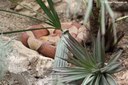 Agkistrodon laticinctus