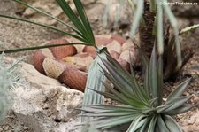 Breitband-Kupferkopf (Agkistrodon laticinctus) im Aquarium Berlin