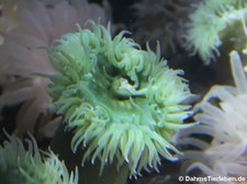 Grüne Riesenanemone (Anthopleura xanthogrammica) im Aquarium Berlin