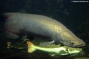 Arapaima gigas