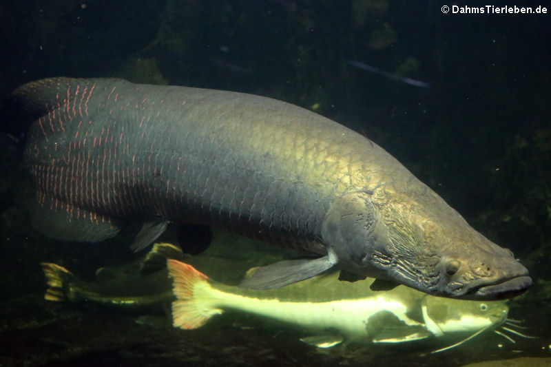 Arapaima gigas-1