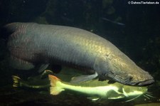 Arapaima (Arapaima gigas) im Aquarium Berlin