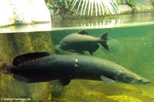 Arapaima (Arapaima gigas) im Aquarium Berlin