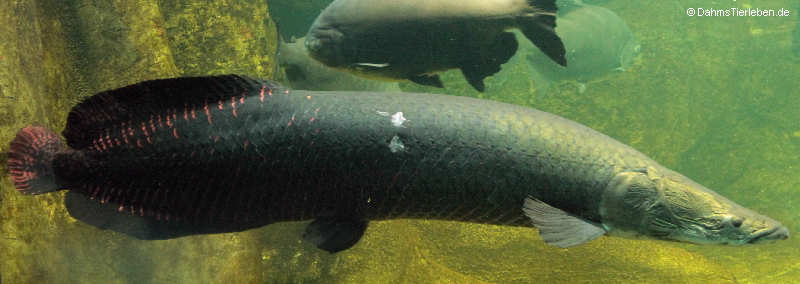 Arapaima (Arapaima gigas)