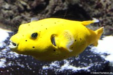 Schwarzflecken-Kugelfisch (Arothron nigropunctatus) im Aquarium Berlin