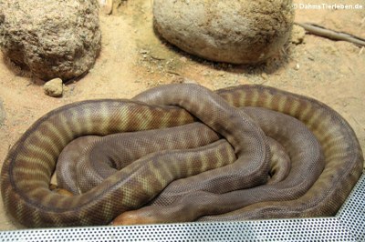 Woma-Python (Aspidites ramsayi)