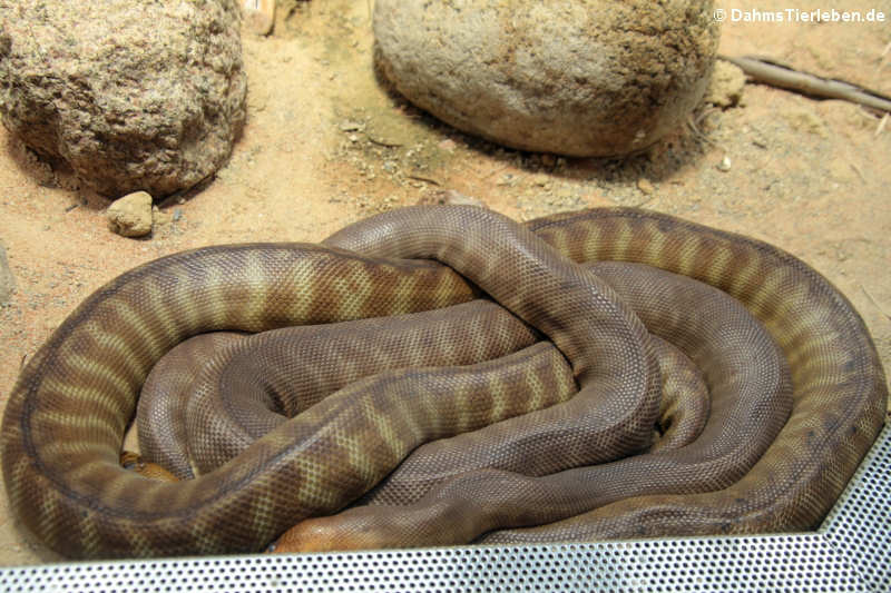 Woma-Python (Aspidites ramsayi)