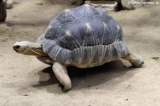 Strahlenschildkröte (Astrochelys radiata) im Aquarium Berlin