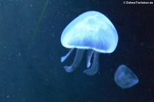 Ohrenqualle (Aurelia aurita) im Aquarium Berlin