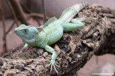 Stirnlappenbasilisk (Basiliscus plumifrons) im Aquarium Berlin