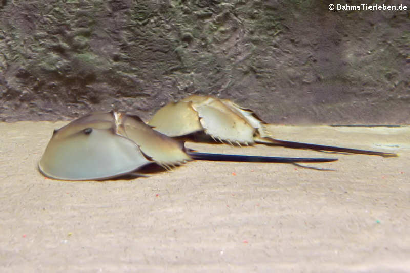 Pfeilschwanzkrebse Carcinoscorpius rotundicauda-1