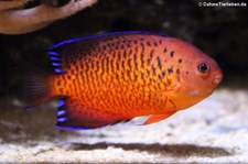 Rotbrauner Zwergkaiserfisch (Centropyge ferrugata) im Aquarium Berlin