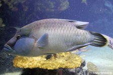 Napoleon-Lippfisch (Cheilinus undulatus) im Aquarium Berlin