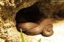 Puerto-Rico-Boa (Chilabothrus inornatus) im Aquarium Berlin