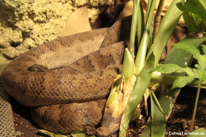 Puerto-Rico-Boa (Chilabothrus inornatus)