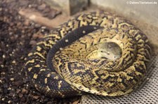 Jamaika-Boa (Chilabothrus subflavus) im Aquarium Berlin