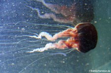 Schwarze Kompassqualle (Chrysaora achlyos) im Aquarium Berlin