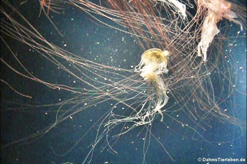 Chrysaora melanaster-1