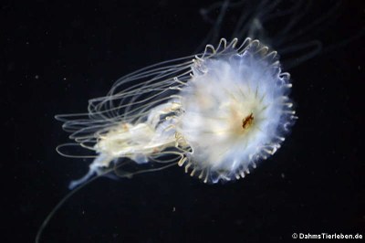 Japanische Kompassqualle (Chrysaora pacifica)